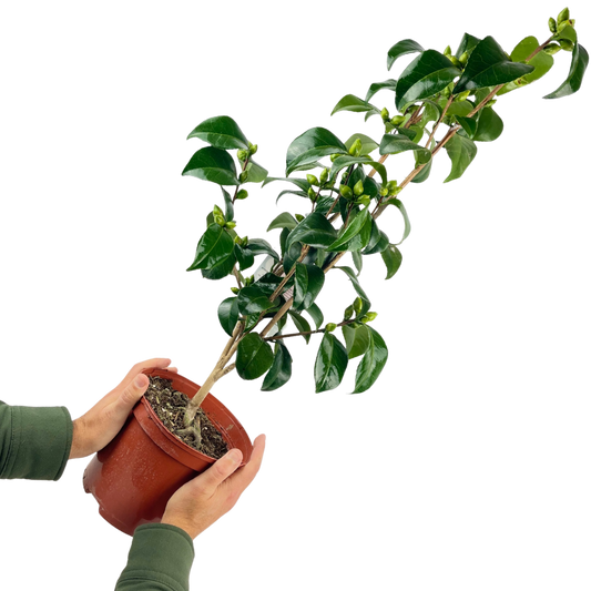 Camellia japonica – Red Flowering Evergreen Shrub (3L Pot)