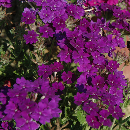 Verbena 'Lanai Up True Blue' – Bedding Verbena (Set of 3 or 6)