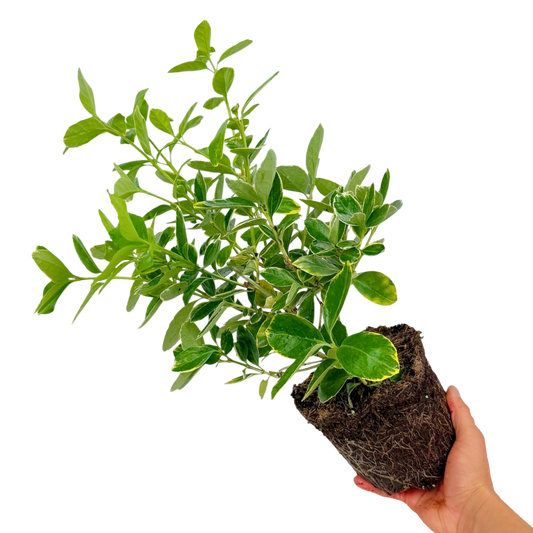 Euonymus 'Bravo' – Variegated Evergreen Shrub (2L Pot)