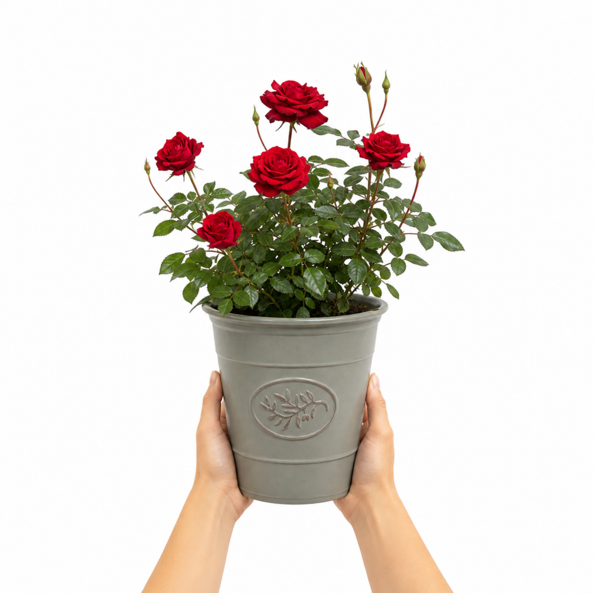 Patio Rose, Red – Compact Repeat Flowering Rose (3L Pot)