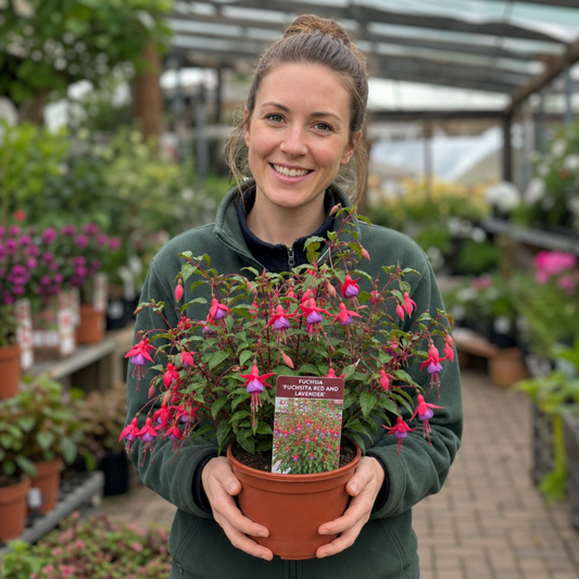 Fuchsia 'Fuchsita Red & Lavender' – Upright Bedding Fuchsia (2L Pot)
