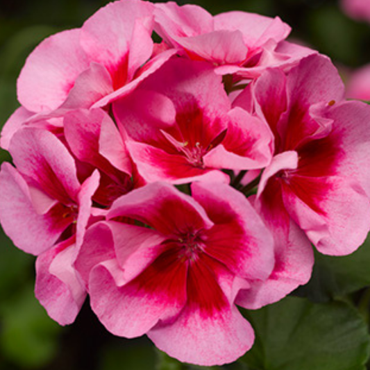 Geranium Calliope Rose Splash (Pelargonium) – Semi-Trailing Summer Bedding (Set of 3 or 6)