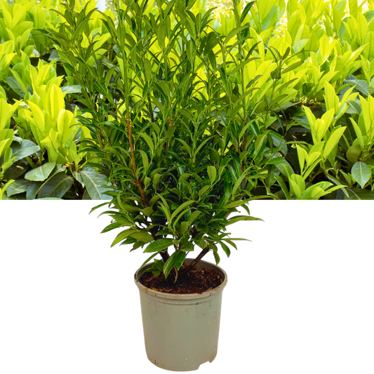 Cherry Laurel (Prunus laurocerasus 'Sofia') – Evergreen Hedging (3L Pot)