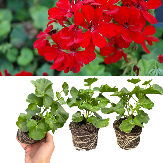 Geranium Tornado Red (Pelargonium) – Trailing Summer Bedding (Set of 3 or 6)