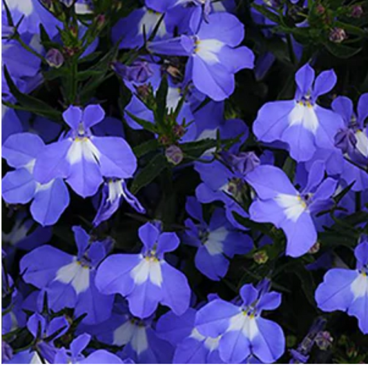 Lobelia 'Sweet Springs Dark Blue' – Trailing Bedding Lobelia (Set of 3 or 6)
