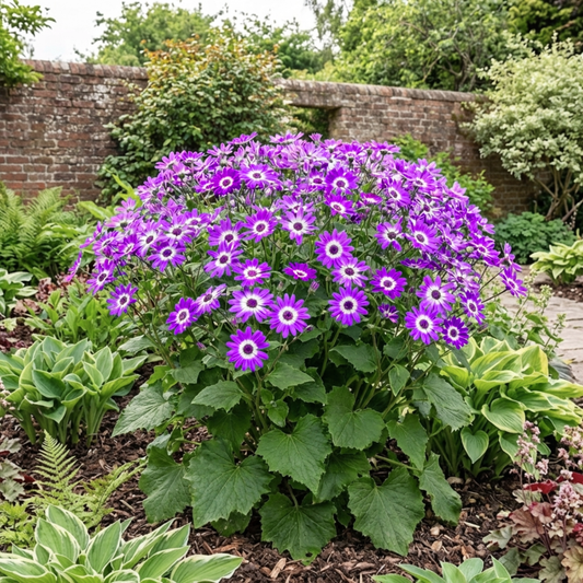 Senetti Violet Bicolour (Pericallis) – Spring Bedding (6.5L Pot)