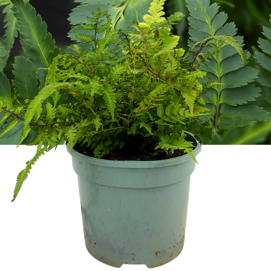 Athyrium niponicum var. pictum (Japanese Painted Fern) – Hardy Fern (2L Pot)