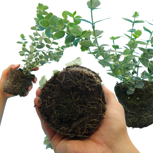 Euonymus fortunei 'Emerald Gaiety' – Variegated Evergreen Shrub (Set of 3 or 6)