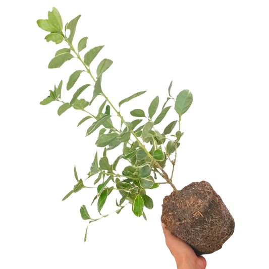 Euonymus 'Albomarginatus' – Variegated Evergreen Shrub (2L Pot)