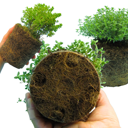 Thyme 'Lemon Variegated' – Golden Lemon Thyme (Set of 3 or 6)