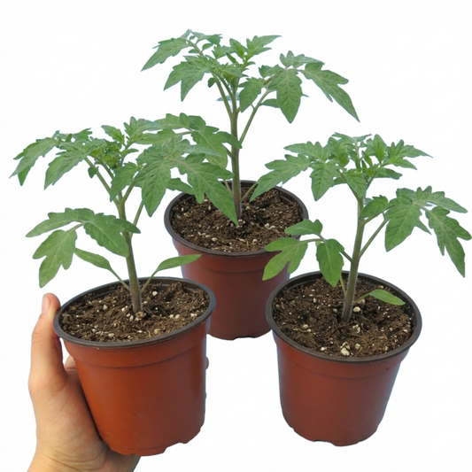 Tomato 'Sweet Million' – Cordon Cherry Tomato (Set of 3 or 6)