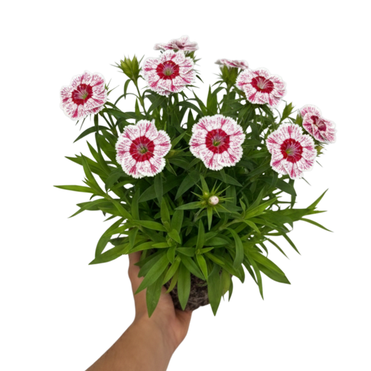 Dianthus 'Dart Red White Picotee' (Garden Pink) – Hardy Perennial (2L Pot)