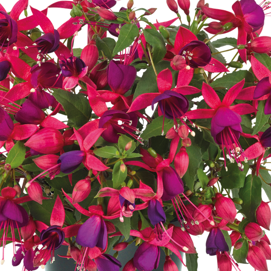Fuchsia 'Diva Rose & Violet' – Bush Fuchsia (Set of 3 or 6)