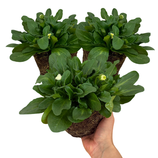Bellis 'Habanera White' (English Daisy) – Hardy Spring Bedding (Set of 3 or 6)