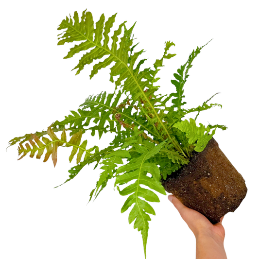 Blechnum brasiliense 'Volcano' (Volcano Fern) – Evergreen Fern (3L Pot)