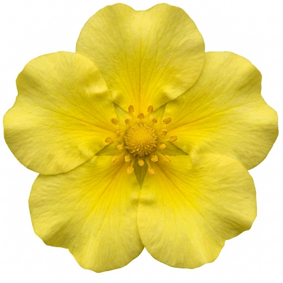 Potentilla fruticosa 'Goldfinger' (Shrubby Cinquefoil) – Yellow Flowering Shrub (2L Pot)