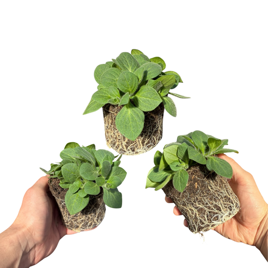 Petunia Dekko Rose Star – Trailing Summer Bedding (Set of 3 or 6)