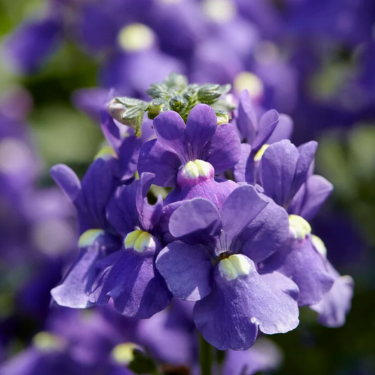 Nemesia 'Nuvo Blue' – Scented Summer Bedding (Set of 3 or 6)