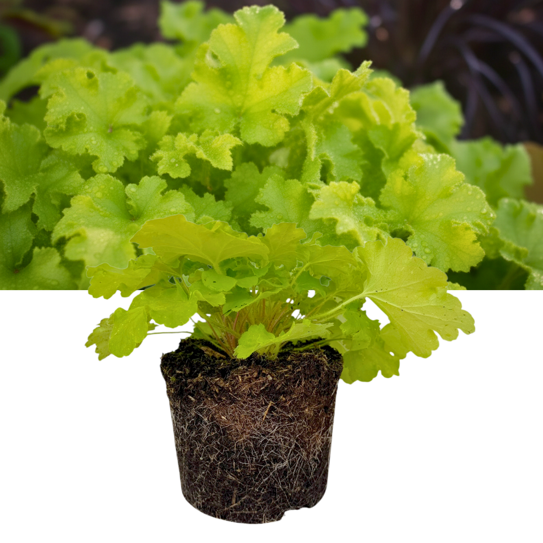 Heuchera 'Lime Marmalade' (Coral Bells) – Evergreen Perennial (2L Pot)