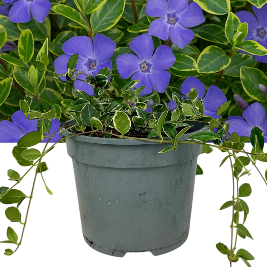 Vinca minor 'Ralph Shugert' (Periwinkle) – Variegated Evergreen Ground Cover (2L Pot)
