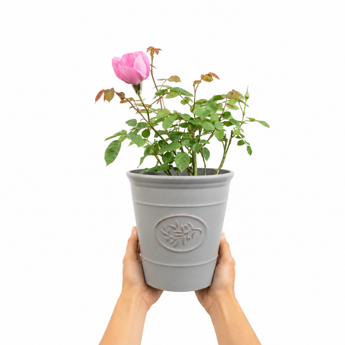Patio Rose, Pink – Compact Repeat Flowering Rose (3L Pot)