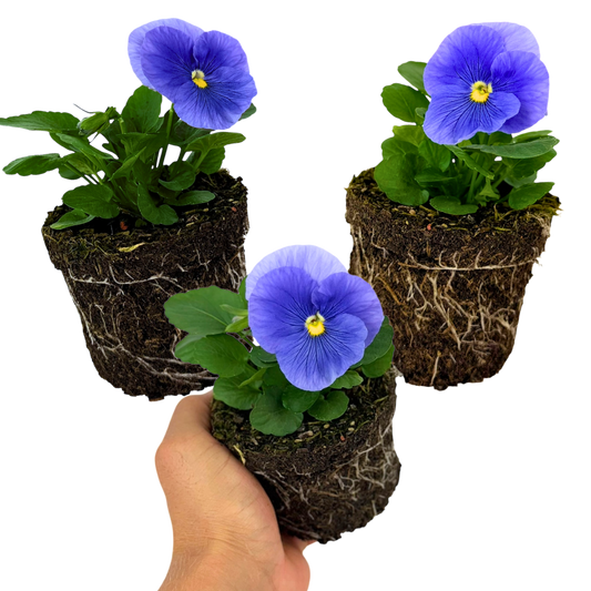 Pansy 'Delta Pro Clear Light Blue' – Winter Bedding (Set of 3 or 6)