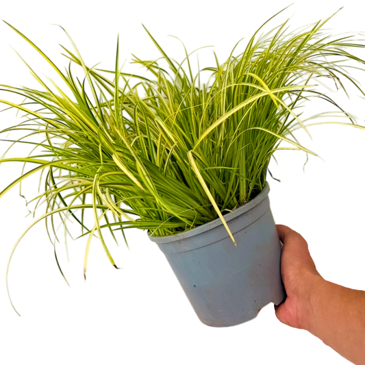 Acorus gramineus 'Ogon' (Golden Sweet Flag) – Grass-like Marginal for Damp Soil (2L Pot)