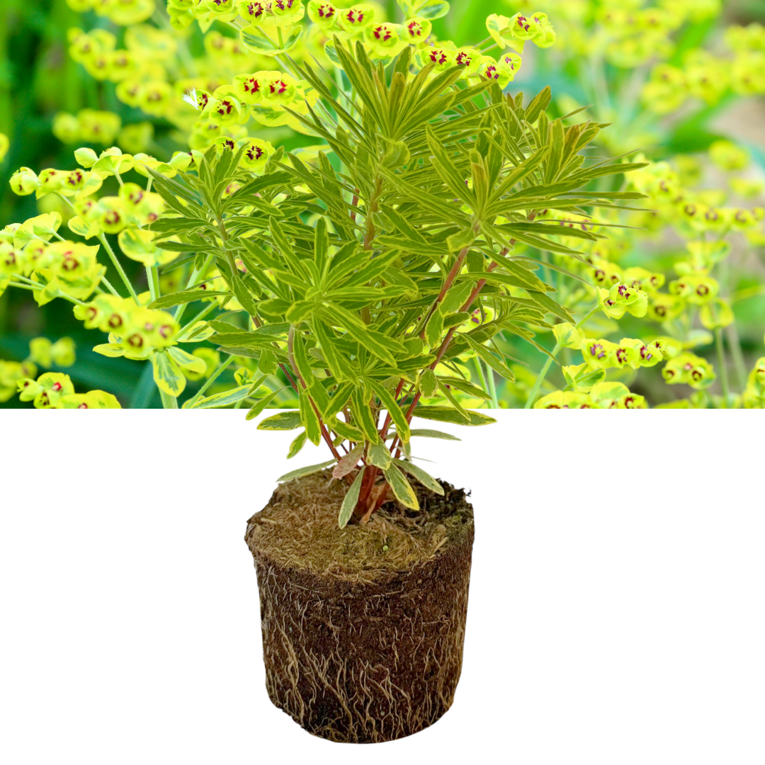 Euphorbia 'Ascot Rainbow' (Spurge) – Evergreen Perennial (2L Pot)