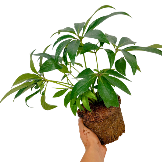Hellebore 'Tutu' – Winter Flowering Perennial (2L Pot)