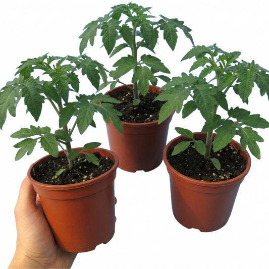 Tomato 'Cherry Falls' – Trailing Cherry Tomato (Set of 3 or 6)