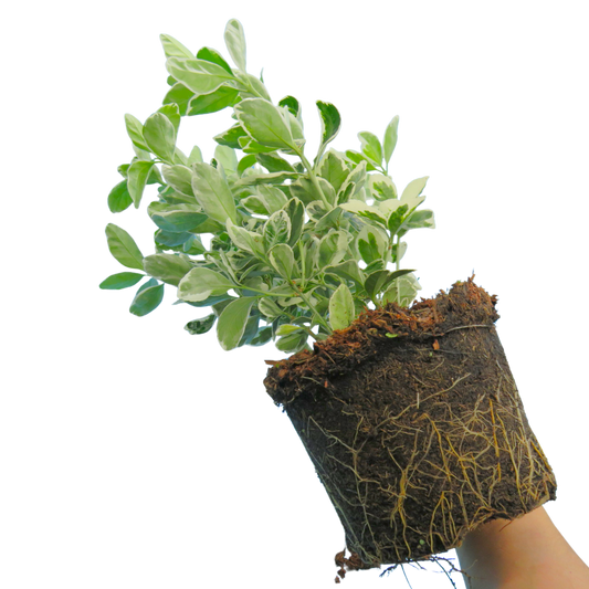 Euonymus 'Microphyllus Aureovariegatus' – Gold Variegated Evergreen Shrub (2L Pot)