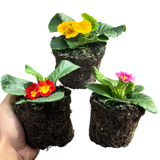 Primrose Growers Selection – Hardy Winter and Spring Bedding (Set of 3 or 6)