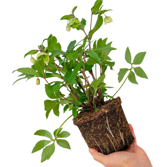 Hellebore 'Winter Sunshine' – Winter Flowering Perennial (2L Pot)
