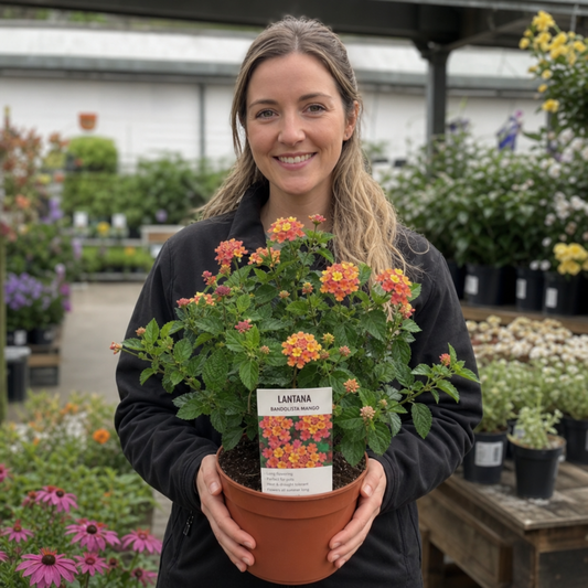 Lantana 'Bandolista Mango' – Patio Lantana (2L Pot)