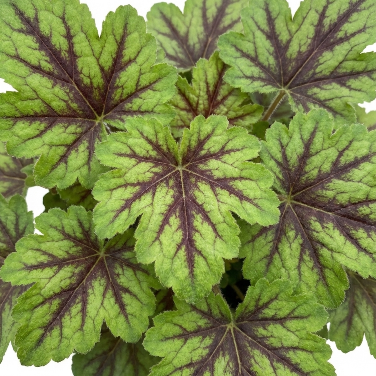Tiarella 'Angel Wings' (Foam Flower) – Hardy Perennial (2L Pot)