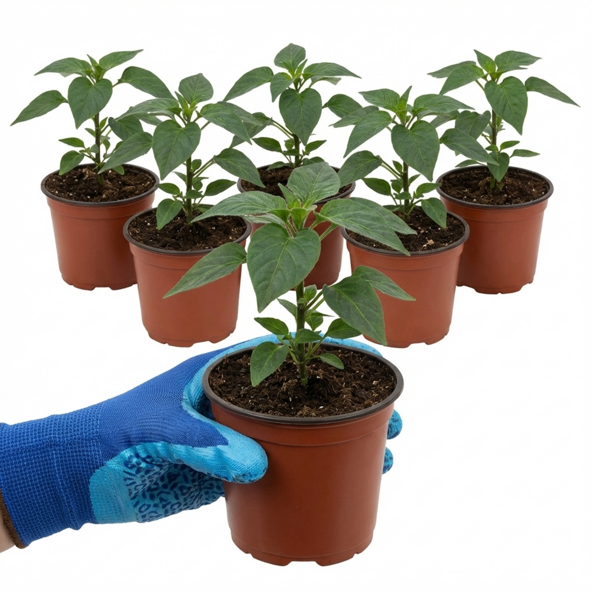 Chilli 'Zimbabwe Black' – Ornamental Chilli Pepper (Set of 3 or 6)