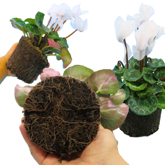 Cyclamen Flame White – Winter Bedding (Set of 3 or 6)