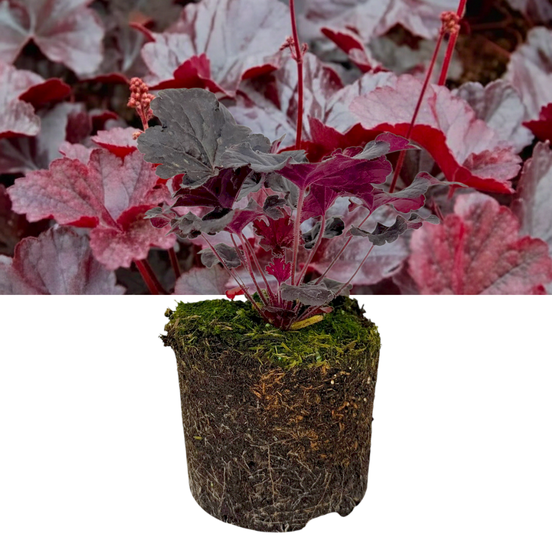 Heuchera 'Obsidian' (Coral Bells) – Evergreen Perennial (2L Pot)
