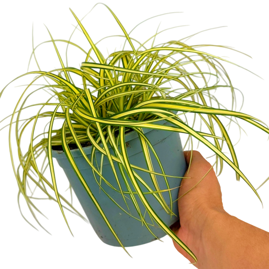 Carex oshimensis 'Evergold' (Japanese Sedge) – Evergreen Ornamental Grass (2L Pot)