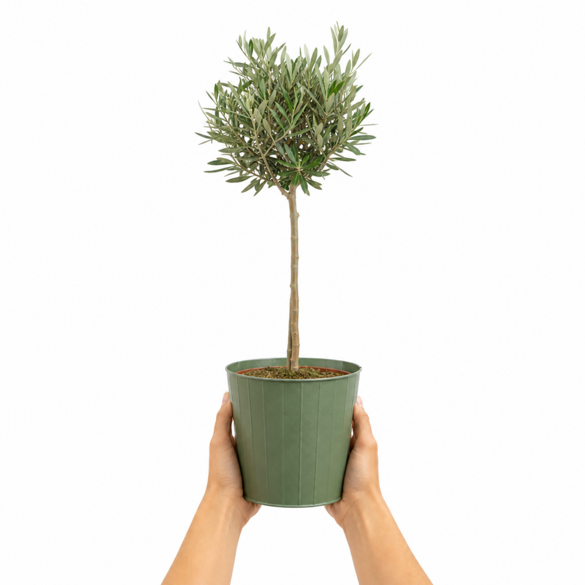 Olive (Olea europaea) – Young Tree, 80–100cm (3L Pot)
