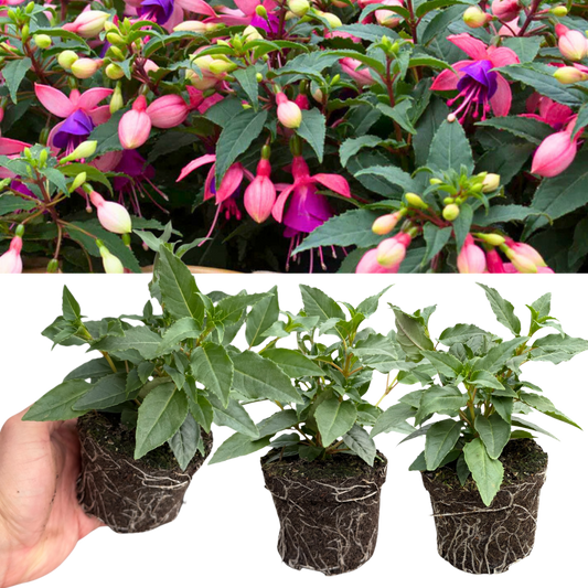 Fuchsia 'Bella Mariska' – Light Pink & Purple Bedding Fuchsia (Set of 3 or 6)