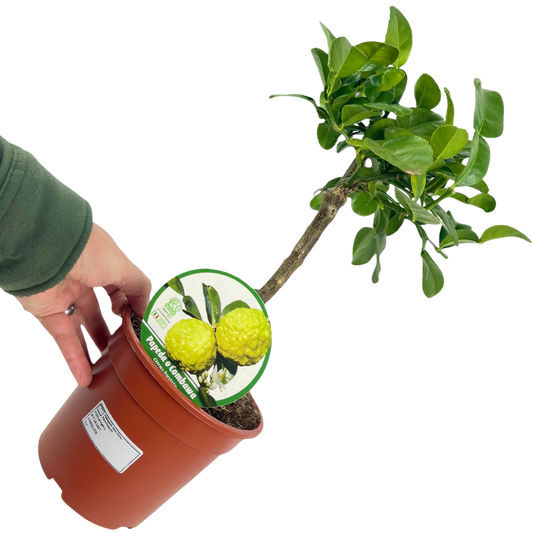 Kaffir Lime – Mini Evergreen Citrus Tree (15cm Pot)