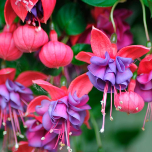 Fuchsia 'Winston Churchill' – Bush Fuchsia (5L Pot)