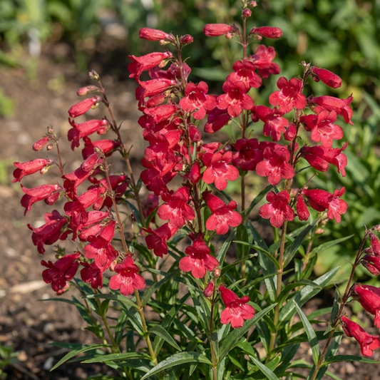 Penstemon – Red Flowering Hardy Perennial (Set of 3 or 6)