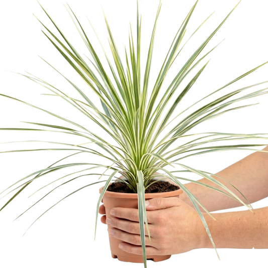 Cordyline australis 'Lime Passion' (Cabbage Palm) – Architectural Evergreen (3L Pot)