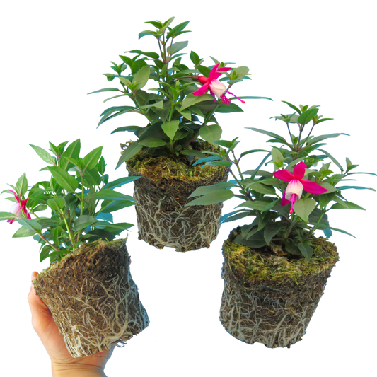 Fuchsia 'Diva Red & White' – Bush Fuchsia (Set of 3 or 6)