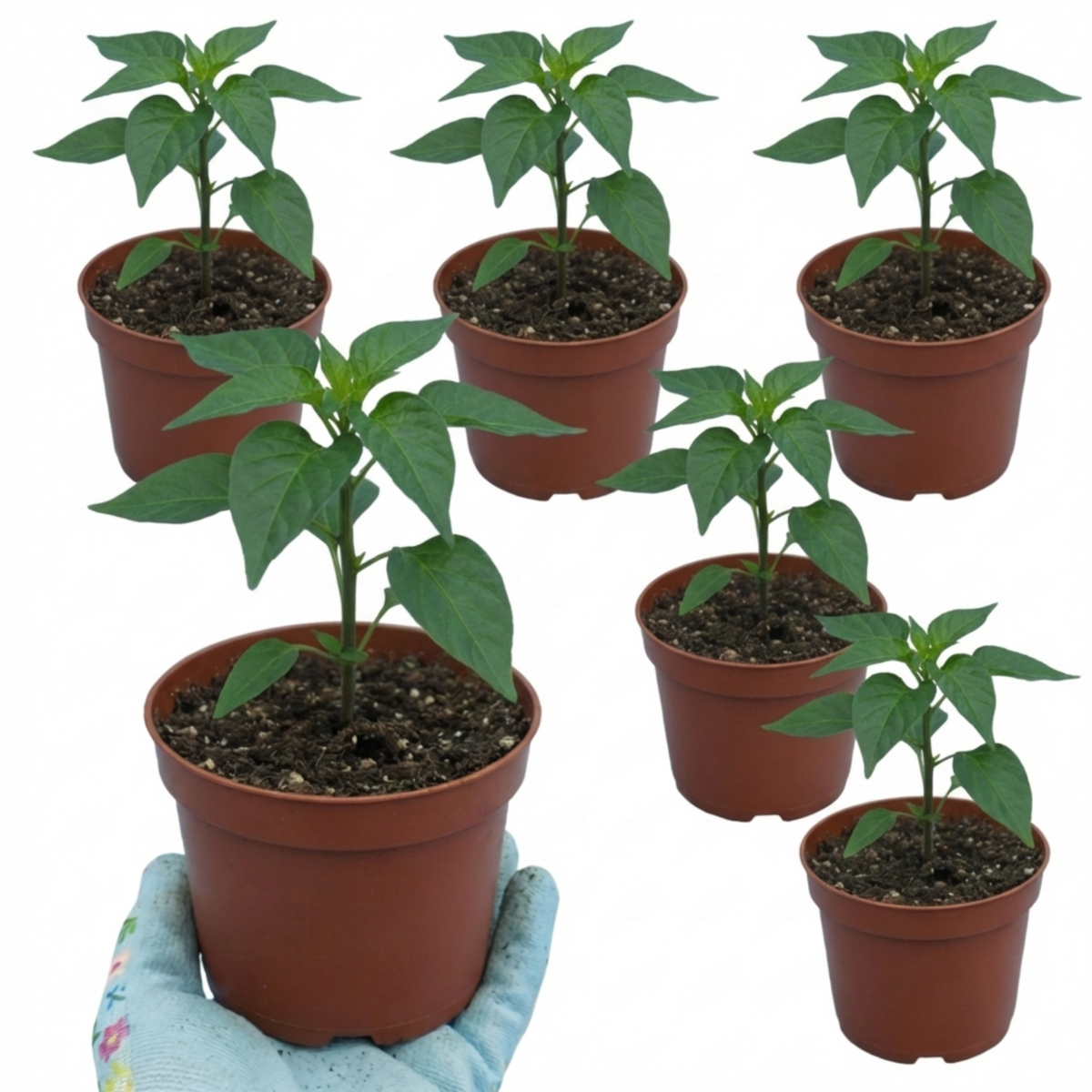 Chilli 'Armageddon' – Super Hot Chilli Pepper (Set of 3 or 6)