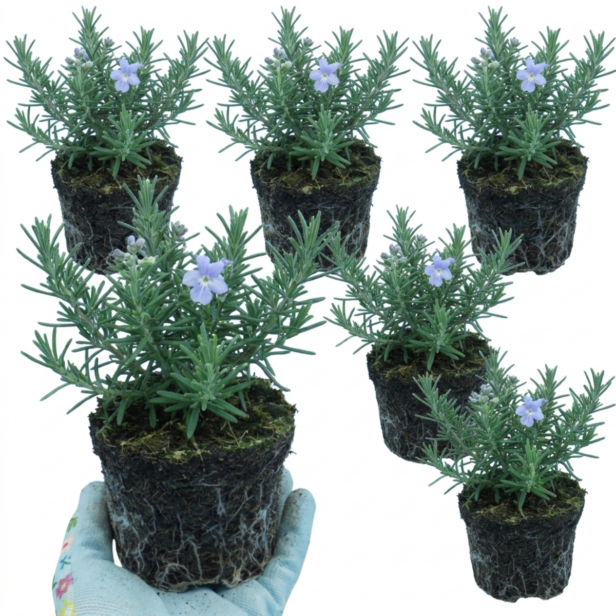 Rosemary 'Blue Winter' – Hardy Evergreen Herb (Set of 3 or 6)