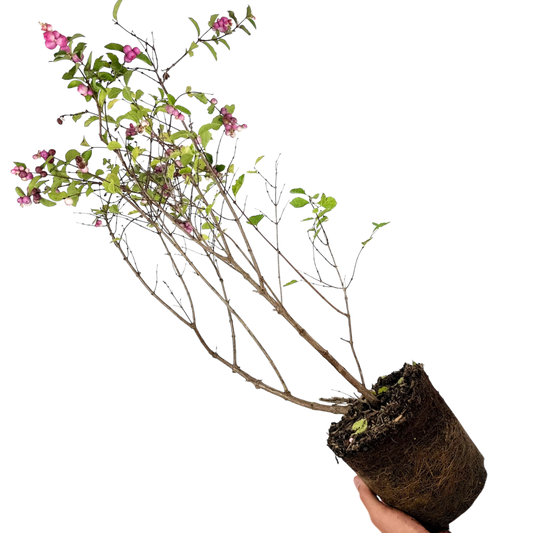 Symphoricarpos 'Magical Sweet' (Snowberry) – Berrying Shrub (3L Pot)