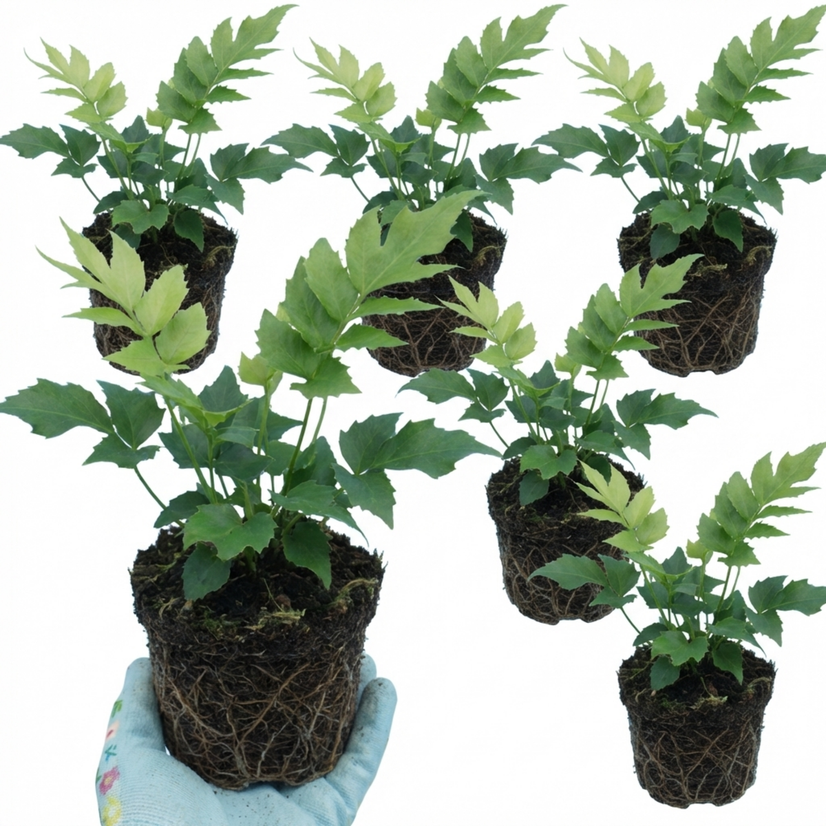 Cyrtomium fortunei (Fortune's Holly Fern) – Evergreen Fern (Set of 3 or 6)
